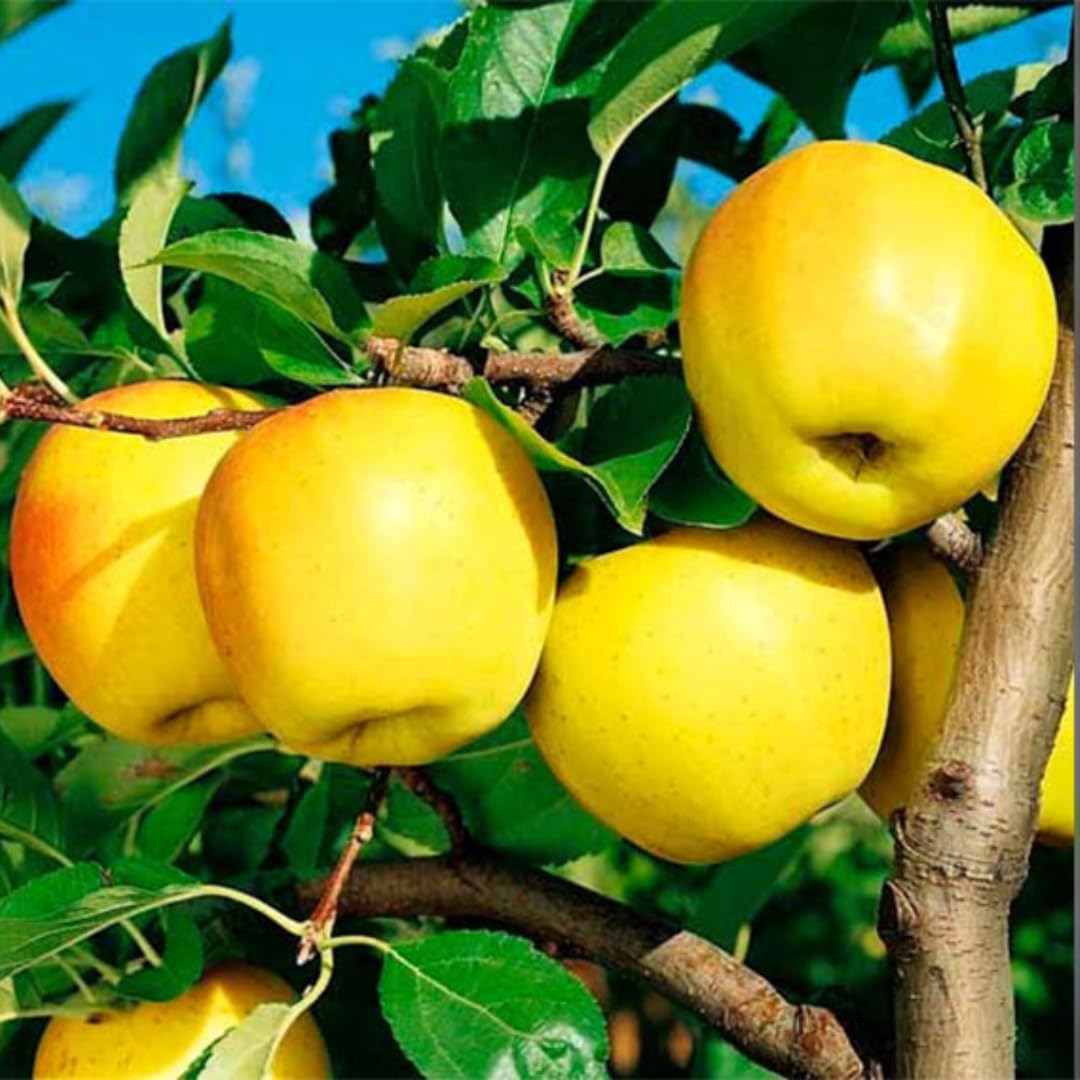 Apple Tree Live Plant Seedling, 6–10 Inch Bare Root Dormant Tree, Cold Hardy Fruit Tree for Outdoor Garden Growing