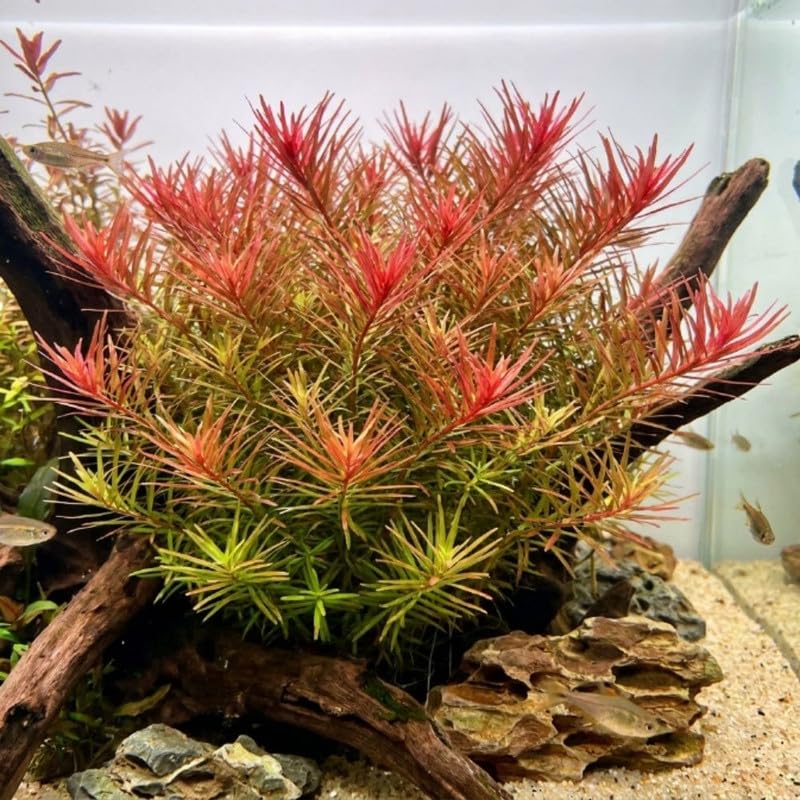 H'ra Red Rotala Plant Stems, Live Aquarium Plant - 1 Clump Bundle