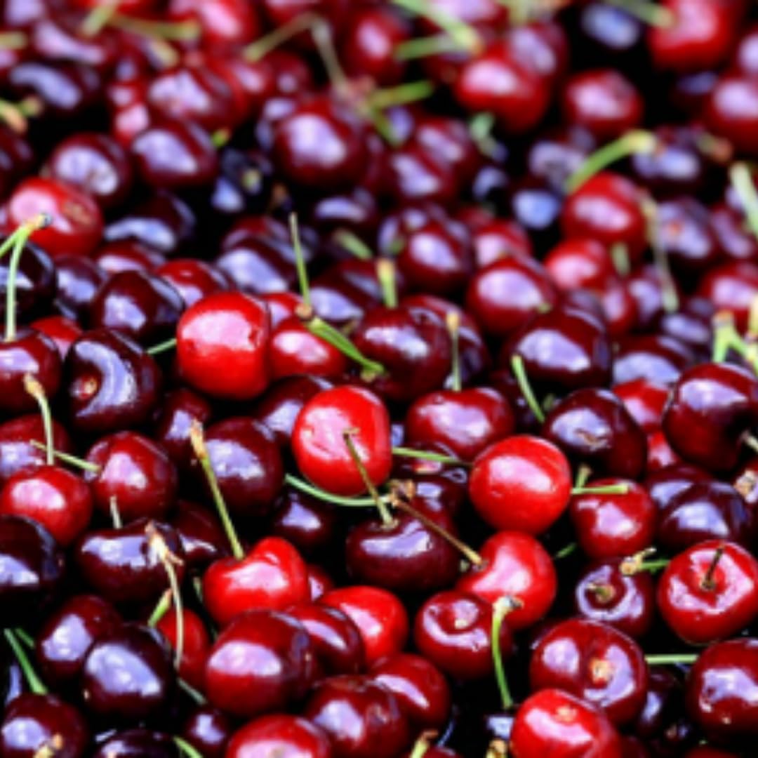 Cherry Tree Live Plant 3–4 Feet Tall in 3 Gallon Pot, Sweet Cherries Fruit Tree for Outdoor Growing, Cold Hardy Garden Tree, Ready to Plant, No CA (Dark Red Cherry)