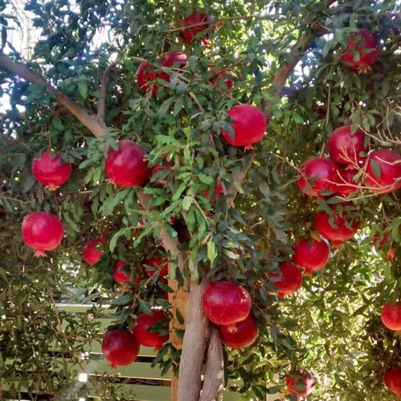 Sweet Pomegranate Tree Live Plant for Planting Outdoor, Red Pomegranate Plant 1 Gallon Pot, Sweet Edible Fruit Tree 24-30" Tall, No Ship to CA