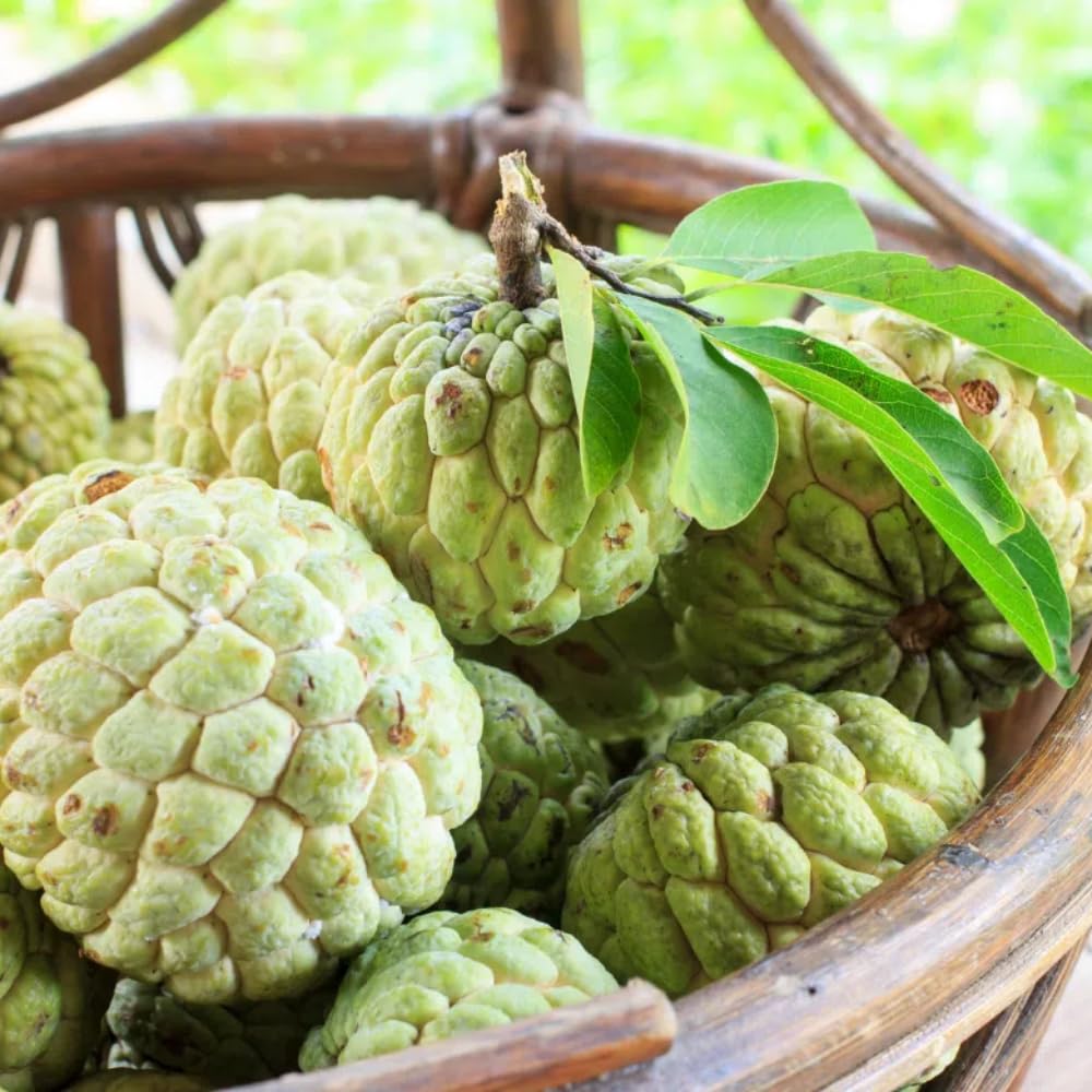Yellow Sugar Apple Tree Live Plant, 2-3 Feet Tall in 3 Gallon Pot for Container and Outdoor Planting, No CA