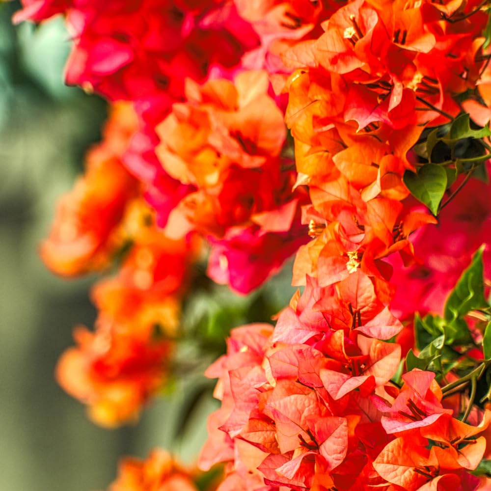 2 Orange Bougainvillea Plants Live, Bougainvillea Trees Flowers Plant for Planting Indoor Outdoor Garden, 5 to 9 Inches Tall
