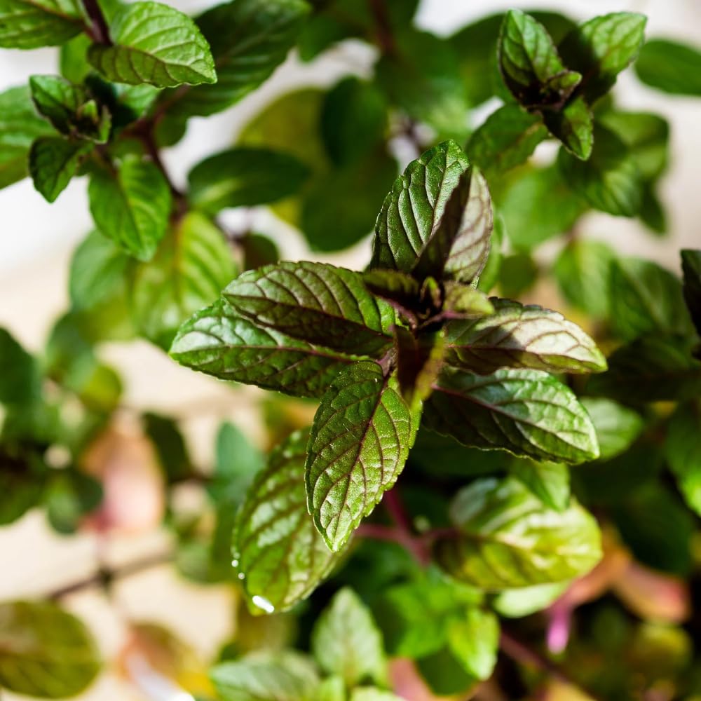 6 Chocolate Mint Plants Live Herbs, Well-Rooted Starter Plants from 4 to 6 Inch Height