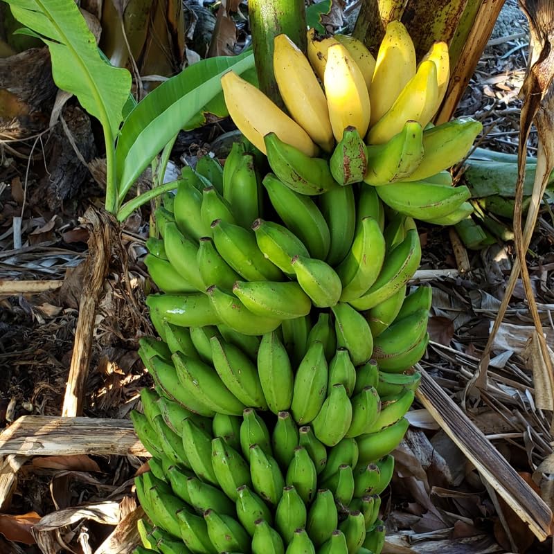 Sweet Tart Banana Tree Live Plant, Cold Hardy Banana Plant Live, Tropical Banana Fruit Seedling, Well Rooted 4-8 Inch Tall