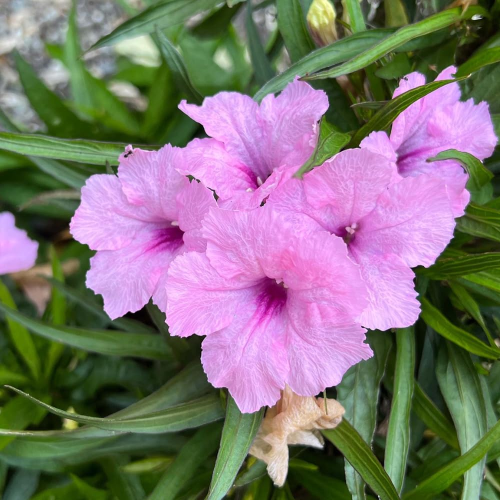 3 Pink Mexican Petunia Live Plants, Pink Petunia Flowers Seedlings, Petunias Live Plants, 4-8" Tall