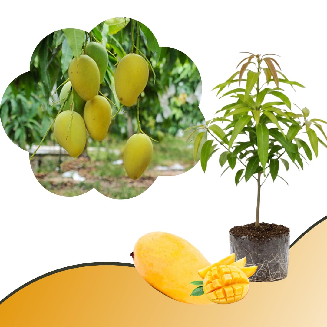 Mango Tree Live Plant, Sweet Mango Plant, Tropical Fruit Tree in 3 Gallon Pot for Outdoor Planting (Lemon Mango Tree)