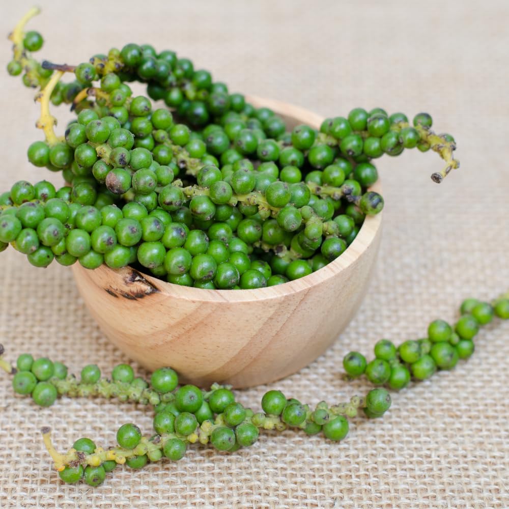Black Pepper Plant Live, Black Pepper Tree Plant, Piper Nigrum Plants, 4 to 6 Inches Tall, Edible Herb for Indoor Outdoor Garden