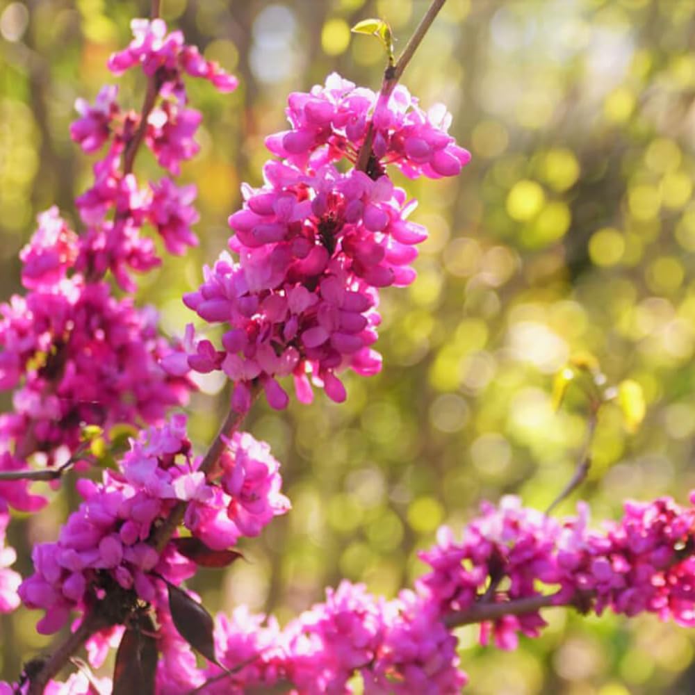 Red Bud Trees Live Plants, Redbud Plant Live, Redbud Tree, Well Rooted, 1-2 Feet Tall, Cold Hardy, Indoor Outdoor Growing