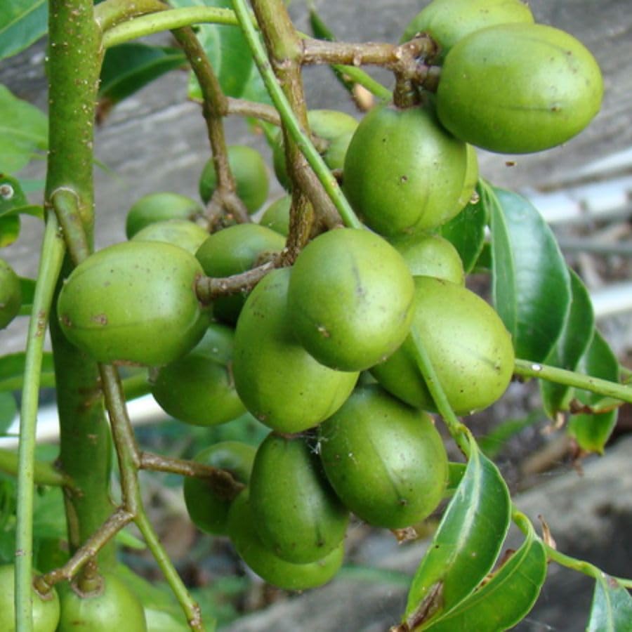 Tropical June Plum Fruit Tree 3 Gallon, June Plum Plant, Live Grafted Trees for Planting Outdoor Your Garden, Ready to Fruit