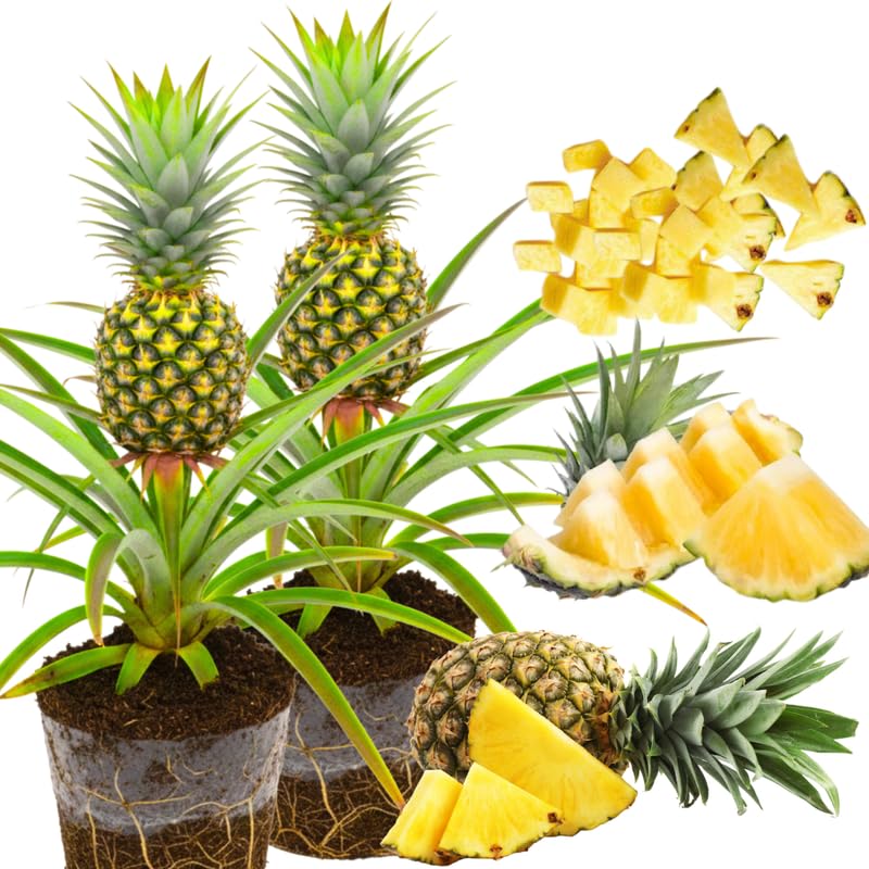 Pack 2 Easy Planting Pineapple Plants Live, Tropical Fruit for Spring Plant, Well-Rooted 4 to 8 Inch Tall for Planting Outdoor Full Sun