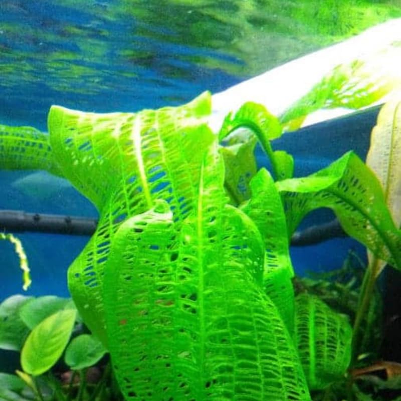 Aponogeton Aquarium Plants Live, Live Aquarium Tanks Aquatic Plants, 1-2 Bulbs, Live Aquarium Plants, Freshwater Aquarium for Planting Ponds
