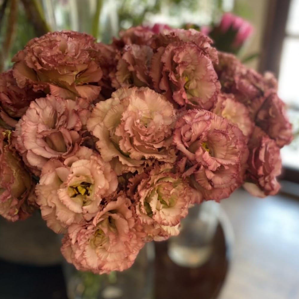 Brown Pink to Burgundy Eustoma Lisianthus Plants Live Plug Size, Well-Rooted 3-5" in Tall, Texas Bluebell, Thornless Love Rose Plant, Summer Fall Bloom