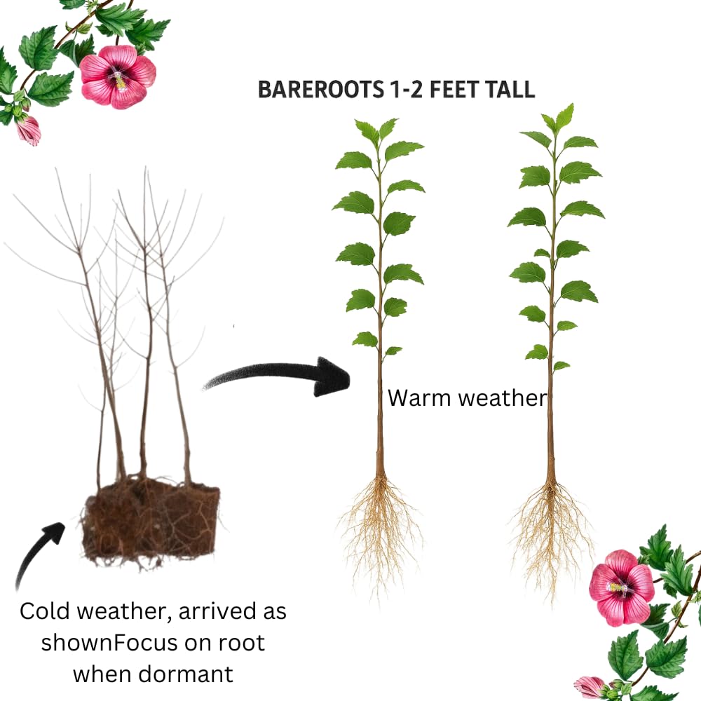 Set of 2 Althea Rose of Sharon Seedlings, Bareroots 1-2 Feet Tall Hardy Flowering Shrubs for Outdoor Planting (Red)