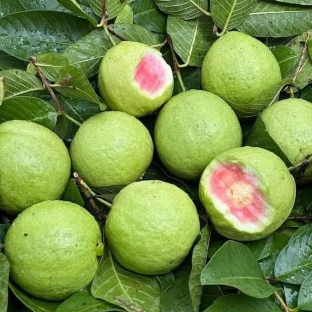 Ruby Guava Plant Live, Hardy Tropical Guava Plant 3-4 Feet, Guava Fruit Tree Well Rooted in 3 Gallon Pot, No Ship to CA