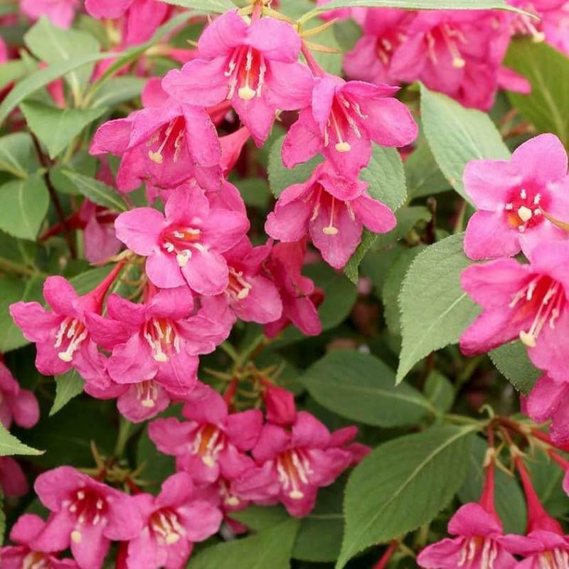 Pink Weigela Live Plant, Weigela Plant Bush, 4 Inches Pot