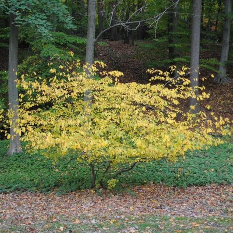 Spicebush Live Plant, Spicebush Berry Bush in 4 Inch Pot, 6 to 12 inch Tall, Dormant in Winter