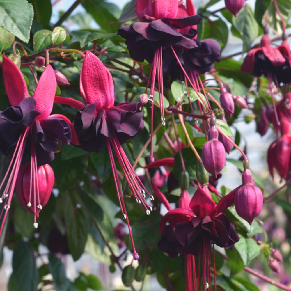 2 Fuchsia Flower Plants, Red Black Fuchsia Plants Well Rooted, 3 to 5 Inch Tall