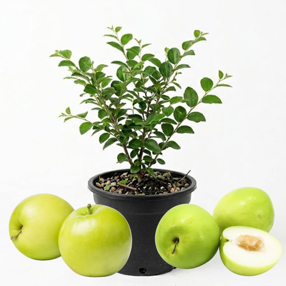 Thai Jujube Tree Live Plant in 3 Gallon Container, Sweet Apple Date Tree, 1 Feet Tall, Hardy and Perennial, No Ship to CA