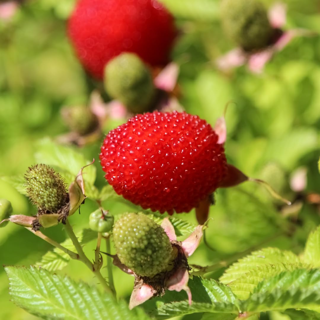 Live Thimbleberry Plant, 4 to 8 Inches Tall, Red Thimbleberry Plant, Sweet Red Berry Bush Starter Plant for Outdoor Garden Growing, No Pot