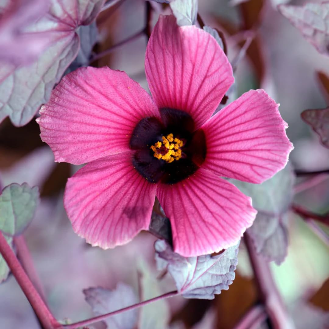 Set of 2 Live Cranberry Hibiscus Plants, Ornamental Hibiscus, 4-8 Inches Tall for Indoor or Outdoor Planting