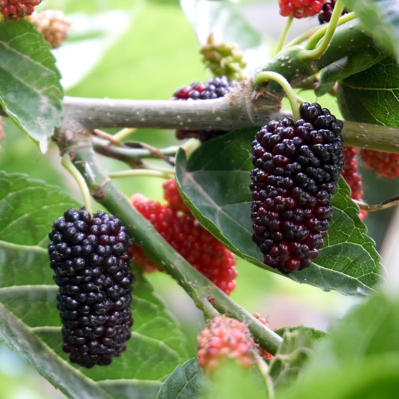 Dwarf Everbearing Mulberry Tree, 4-8 Inch Hardy Mulberry Tree Live Plant, Sweet Berry Mulberries Fruit Tree Bush Plants for Planting Home Garden, Well Rooted