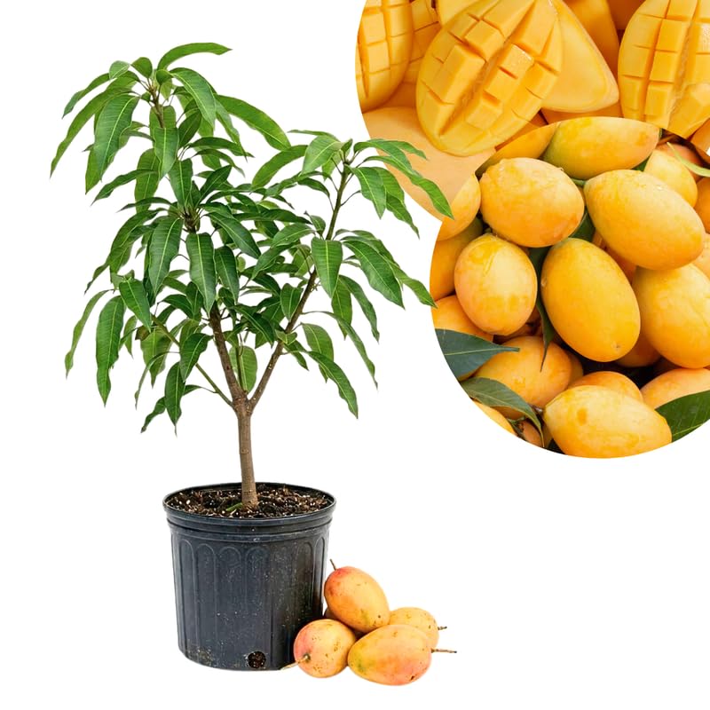 Bright Yellow Mango Tree Live Plant, Tropical Mango Fruit Tree, Fully Rooted in 3 Gallon Pot, 2 to 3 Feet Tall for Outdoor Gardening, No Ship to CA