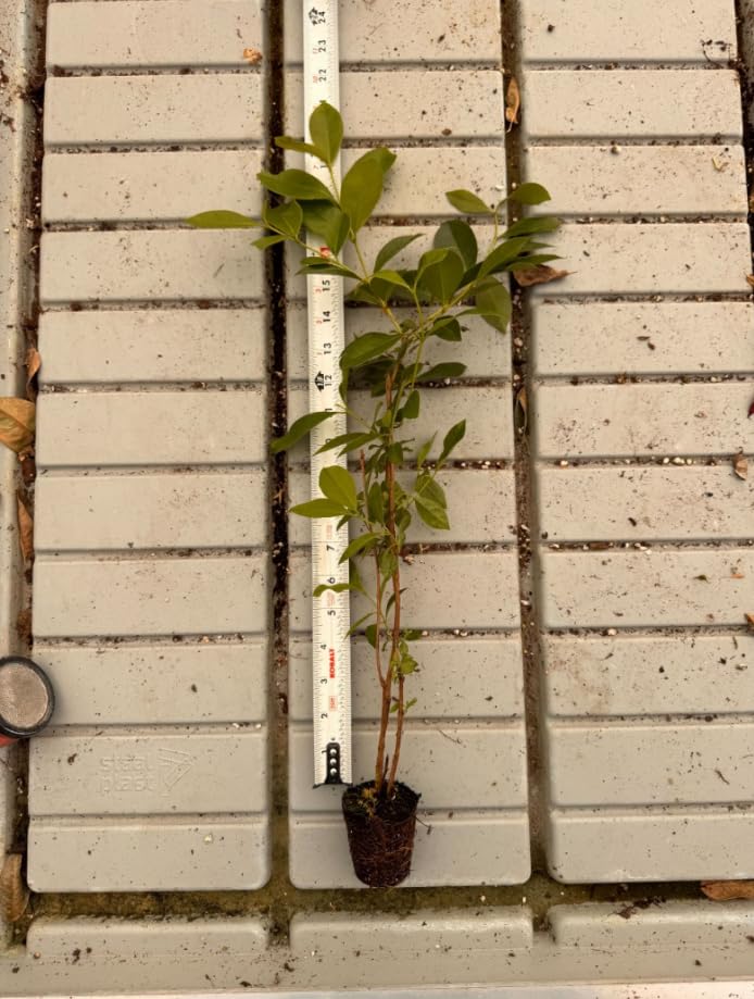 2 Strawberry Guava Trees Live Plants for Outdoor Planting, 4 to 6" Starter Plant, Fragrant and Sweet Guava