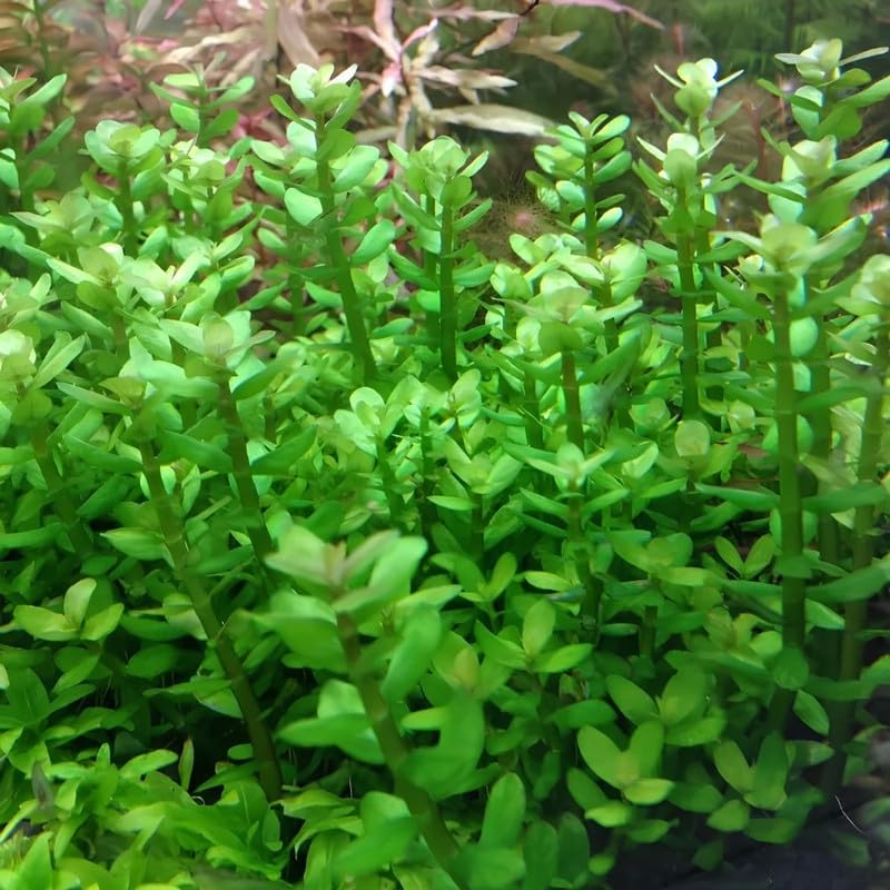 Green Rotala Plant Stems, Live Aquarium Plant - 1 Clump Bundle