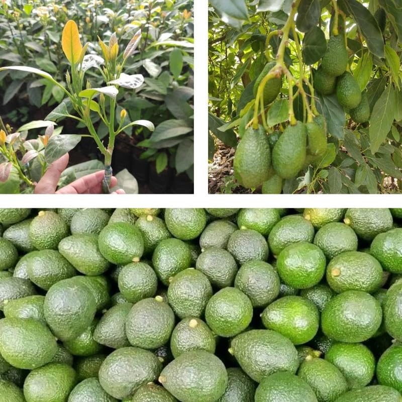 1.5-2.5 Feet Brown HASS Avocado Fruit Tree, Avocado Live Tree Plant to Grow Outdoor Indoor