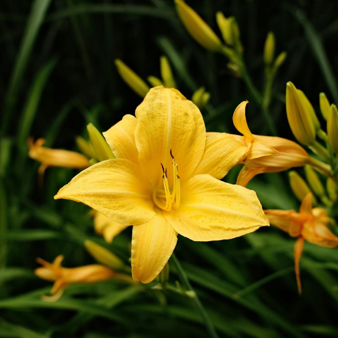 Set of 3 Live Yellow Daylily Plants, Flowering Daylilies, Hardy Perennial Flowers for Planting