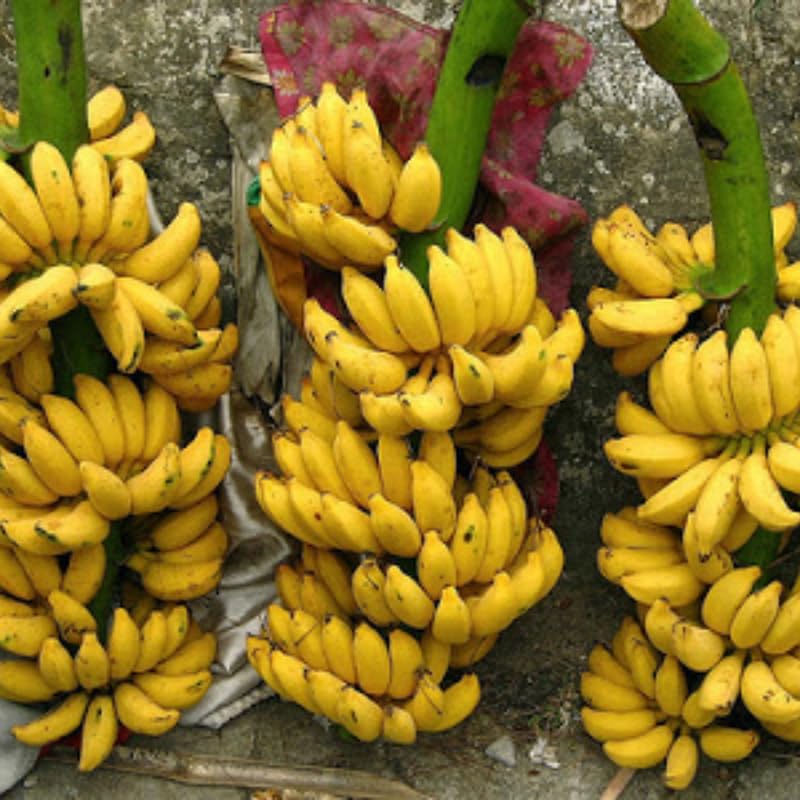 Yellow Banana Tree Live Plant, High Yield, Banana Live Plant Tropical Fruit, Easy to Plant Outdoor, 5-7 Inc Tall, Well-Rooted, No Pot, Winter Hardy