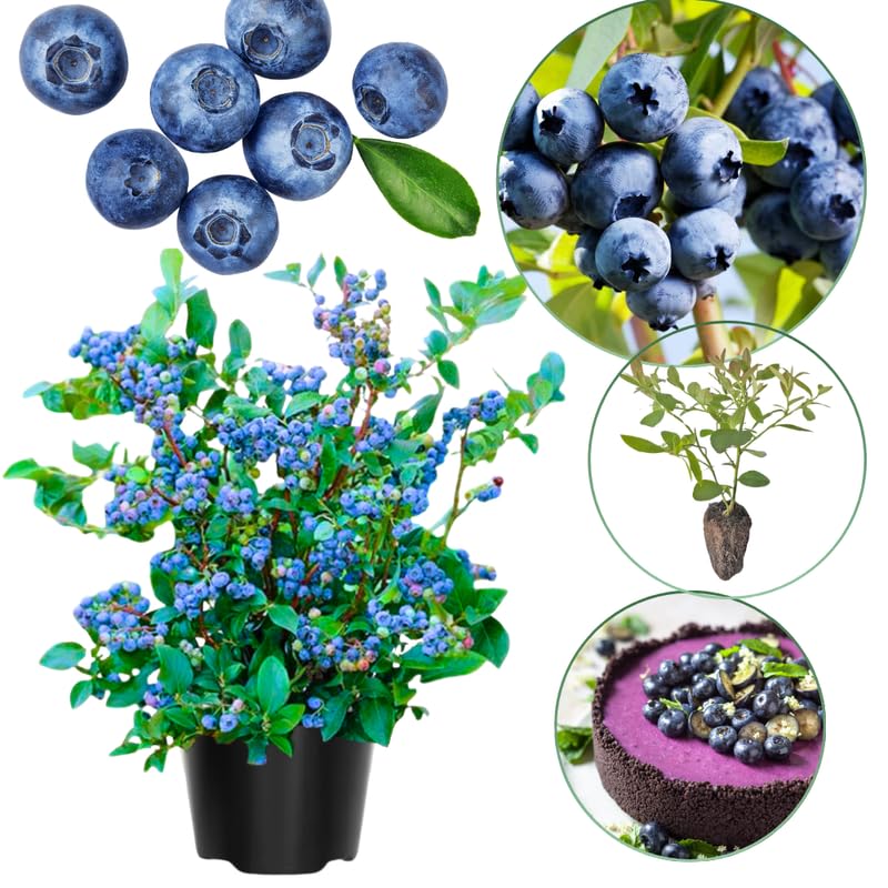 Sets 2 Blueberry Trees Live Plants, Blueberries Bushes, Hardy and High Yield, Seedlings Southern Highbush Blueberry Plants Live for Outdoor Growing, 5-7" Tall (Sweet Flavor)