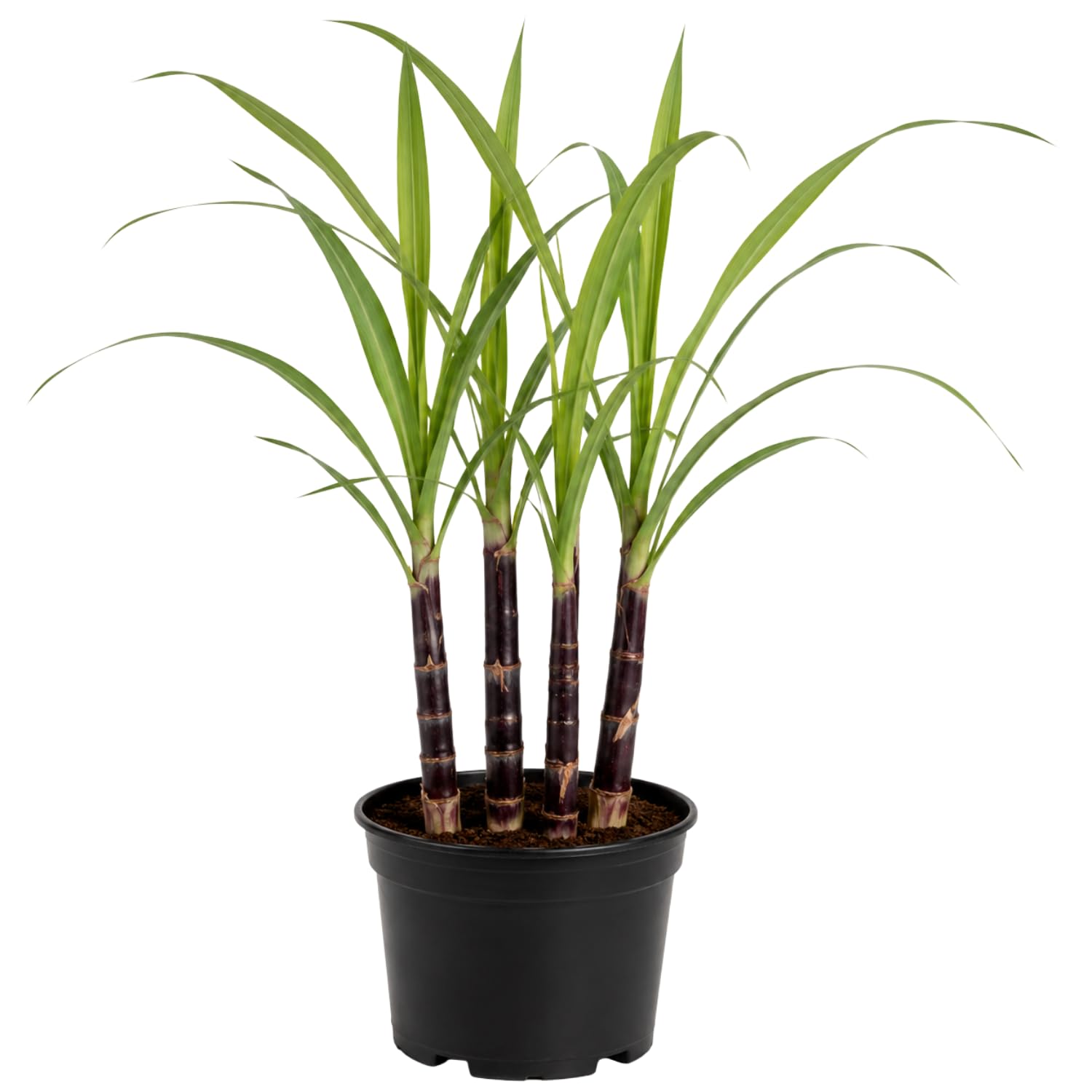 Purple Sugarcane Plant in 6" Pot, Ornamental Sugar Cane Clumps for Garden, Patio and Containers, Hardy Outdoor Plant, No CA