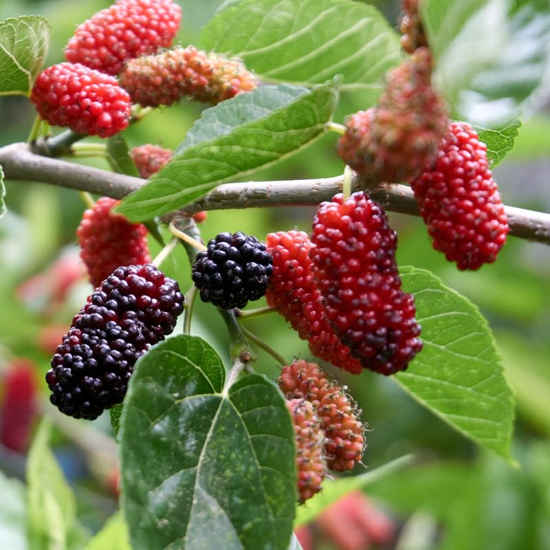 Illinois Everbearing Mulberry Tree, 4-8 Inch Hardy Mulberry Tree Live Plant, Sweet Berry Mulberries Fruit Tree Bush Plants for Planting Home Garden, Well Rooted
