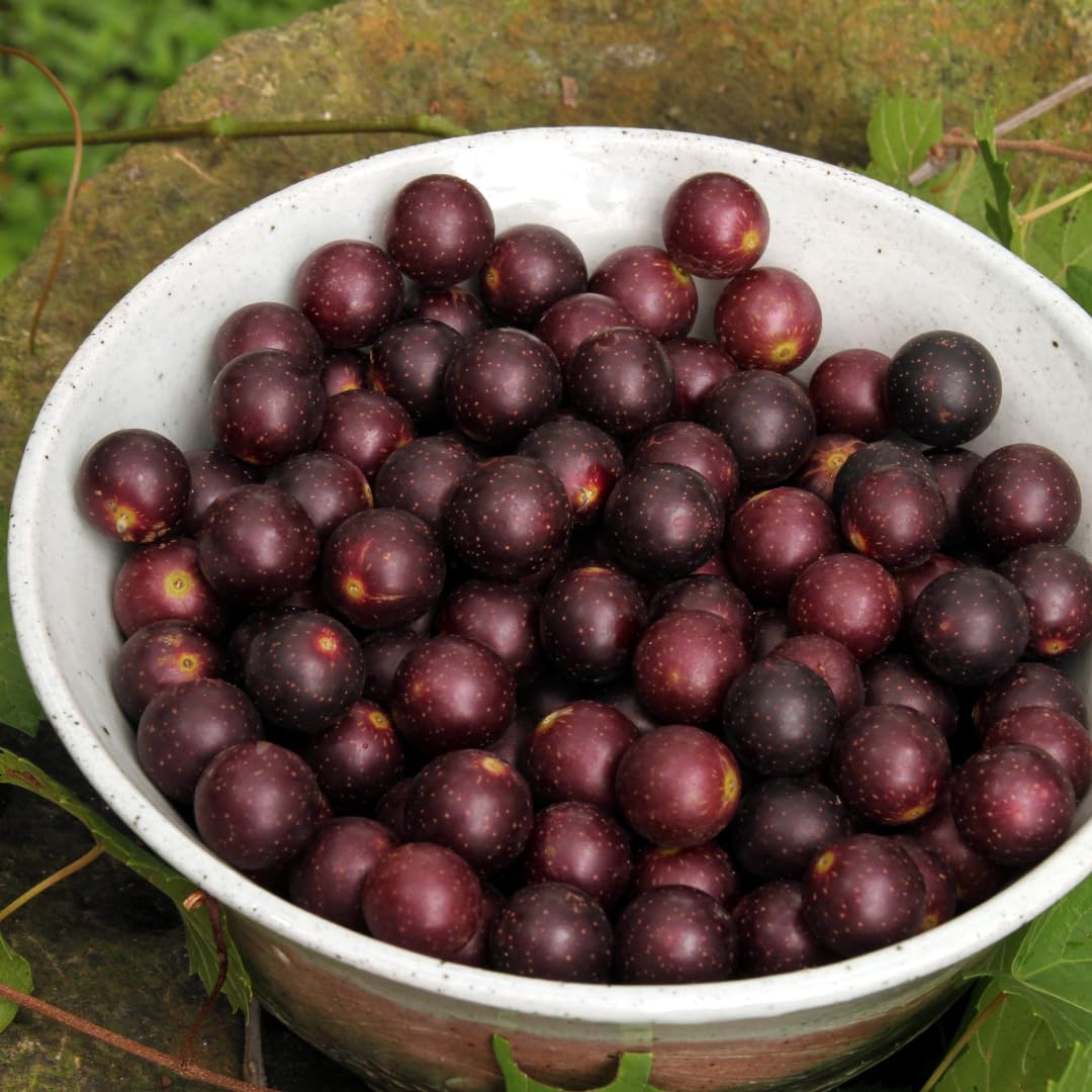 Hardy Sweet Muscadine Grape Vine Plant, Outdoor Climbing Fruit Vine in 1 Gallon Pot, Sweet Edible Fruit Vine for Trellis and Landscape Growing
