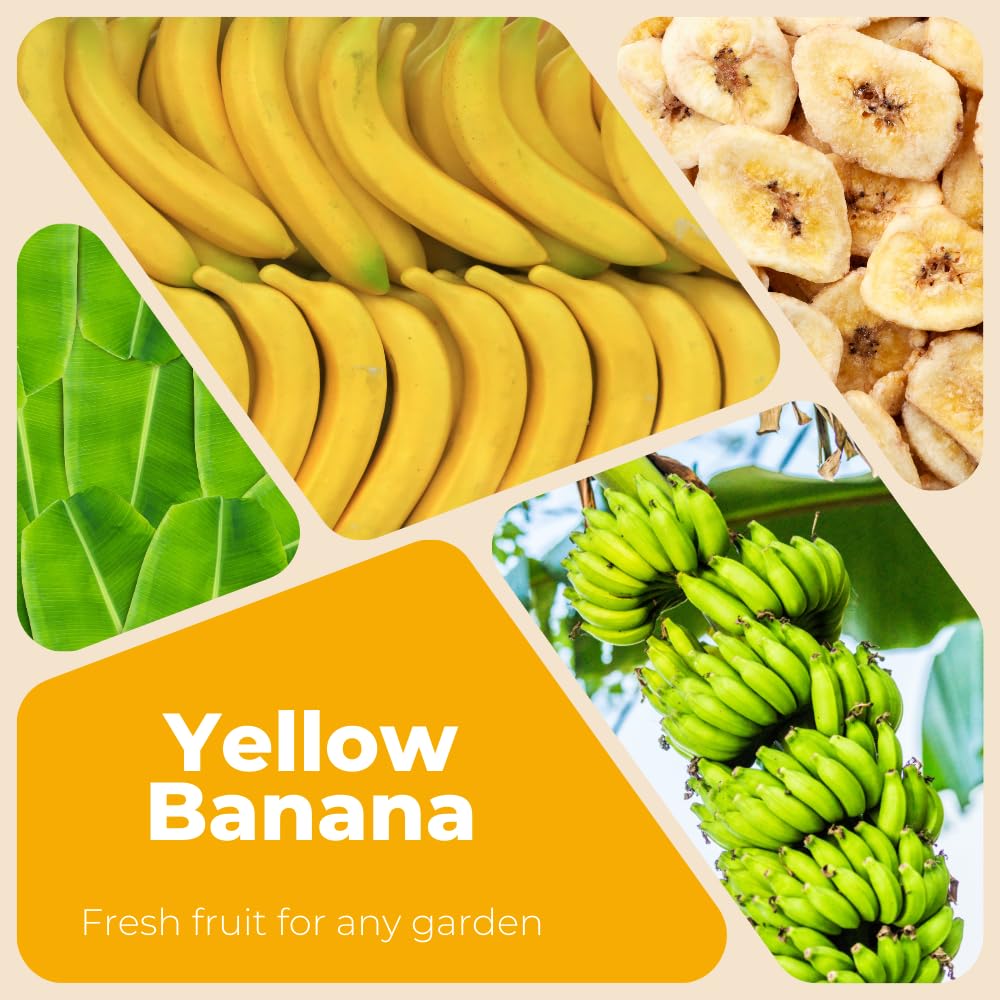 Banana Trees Live Plants in 1 Gallon Pot, Yellow Banana Plant Full Rooted from 2 to 3 Feet Tall, Rare Banana Tree for Home Garden, Sweet Fruit and Easy Care for