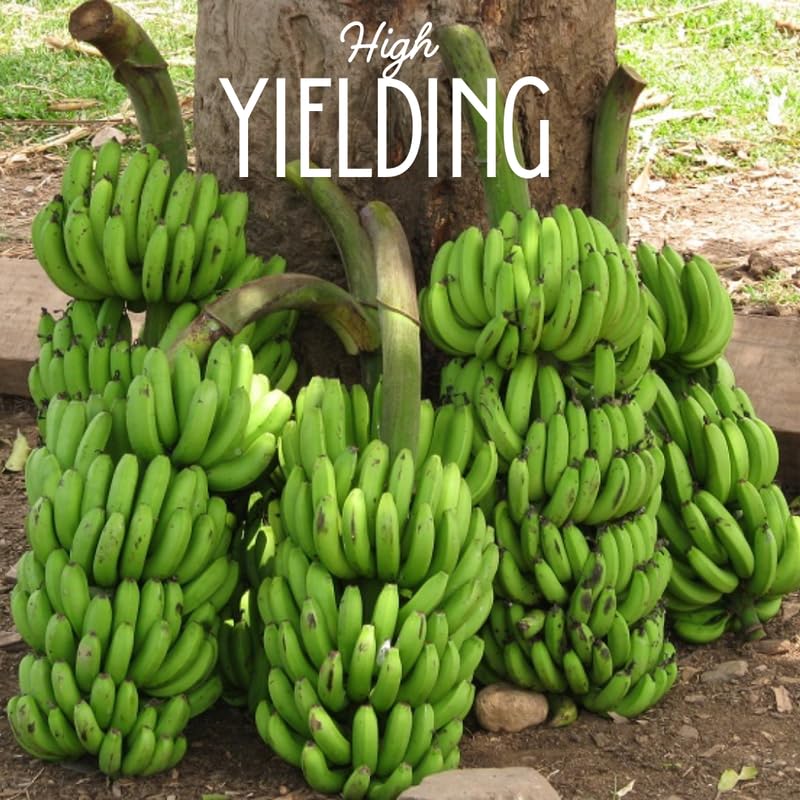 Rare Smooth Green Banana Plant Live for Planting, Banana Trees Live Plants for Outdoor Indoor Planting, Cold Hardy, 4-7" in Tall, No Pot, Musa Plant