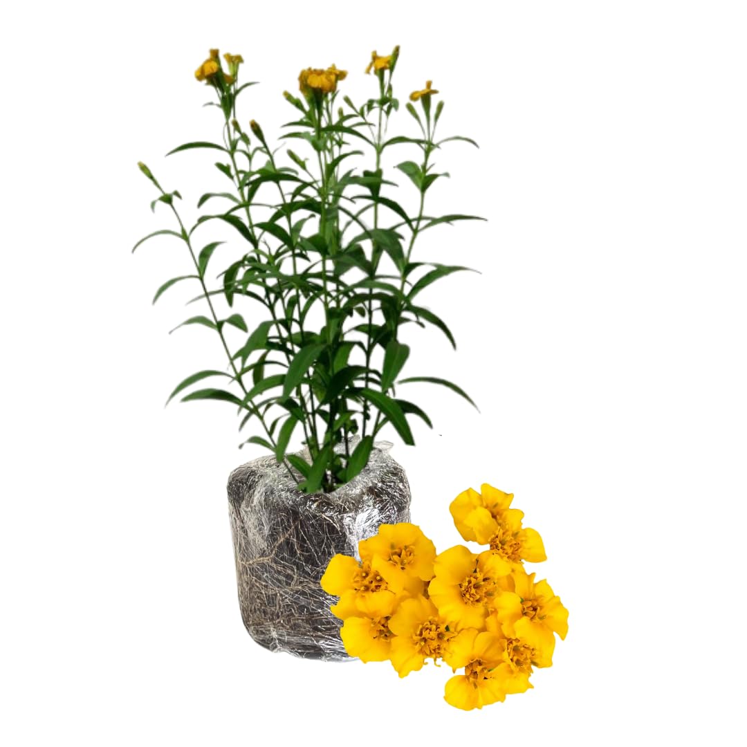 2 Tarragon Plants Live, French Tarragon Herb Plant Well Rooted 4-6 Inch, Outdoor Gardening