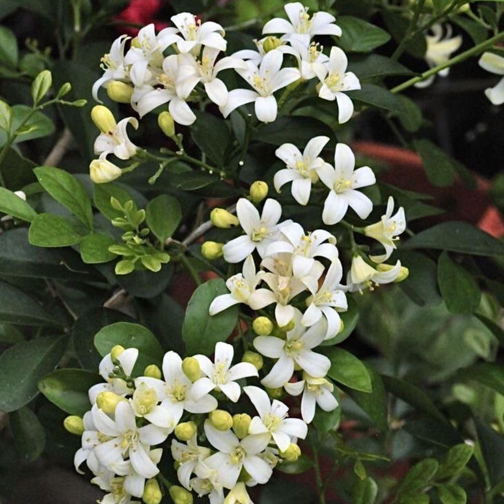 Orange Jasmine Tree Live Plant 2 to 3ft Tall, 3 Gallon Pot, Fragant Arabian Jasmine Plant for Garden, No Ship to CA