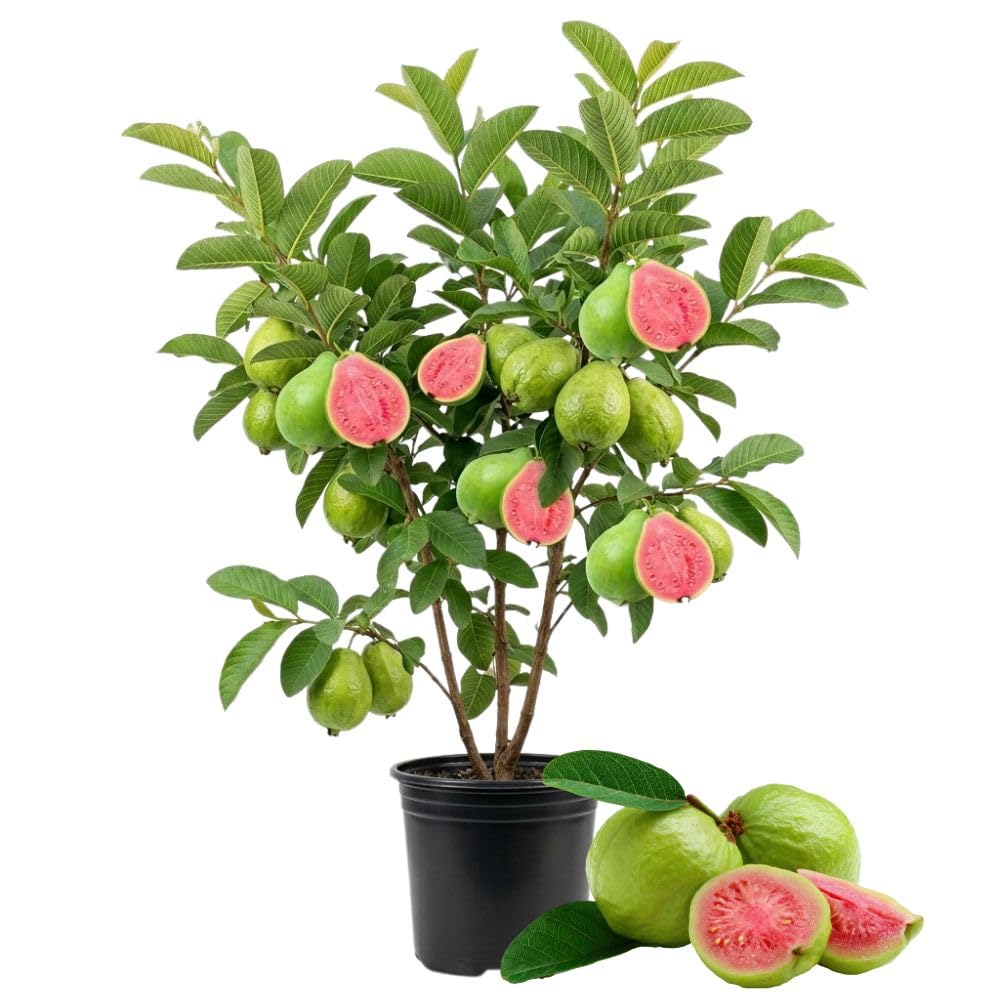 Pink Guava Tree Live Plant 3 Gallon, Guava Plant 2-3ft, Sweet Tropical Fruit Tree for Outdoor Growing, No Ship to CA