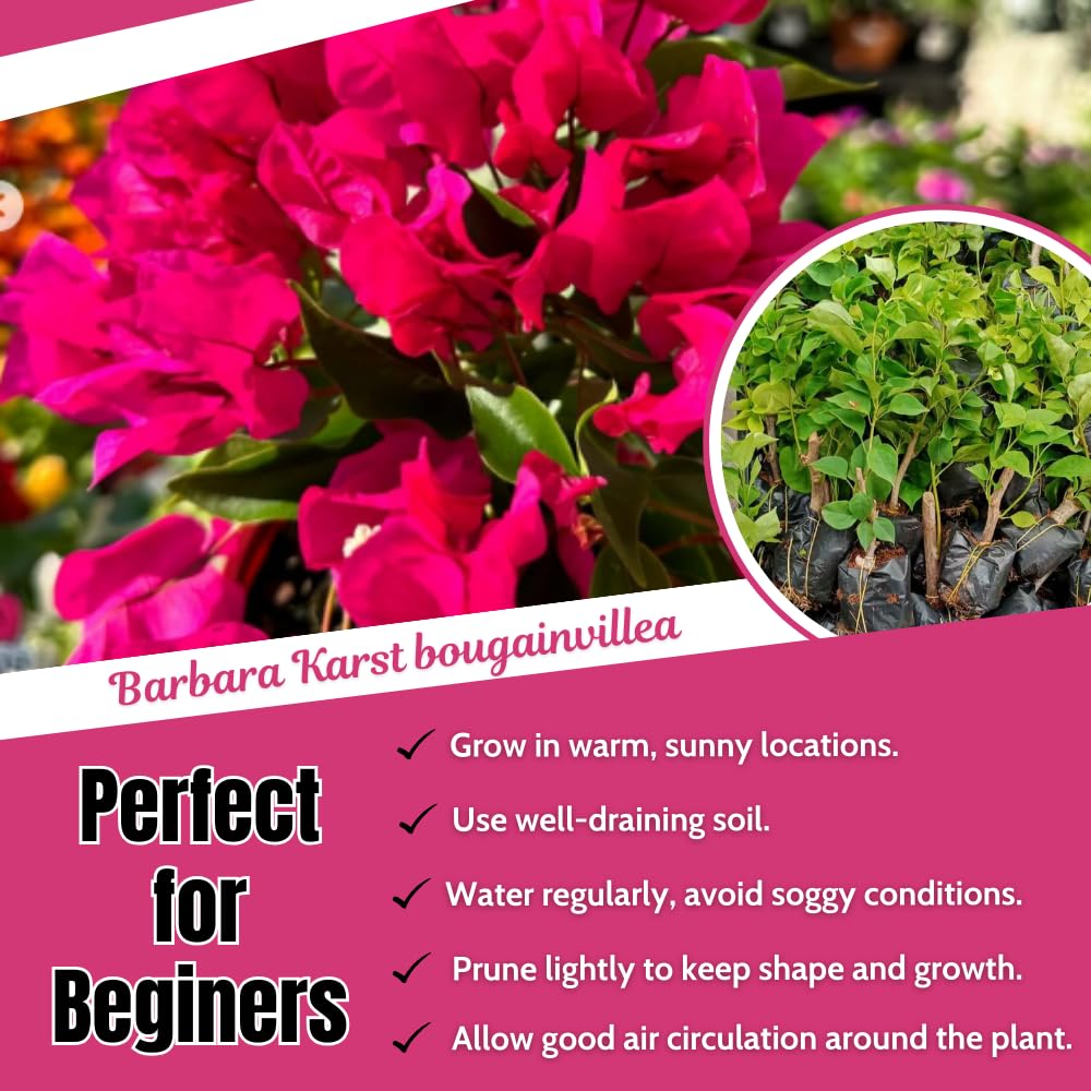 2 Bougainvillea Plants Live, Bougainvillea Flower Vine Plant, Indoor Outdoor Garden 4-7 Inches (Bright Pink)