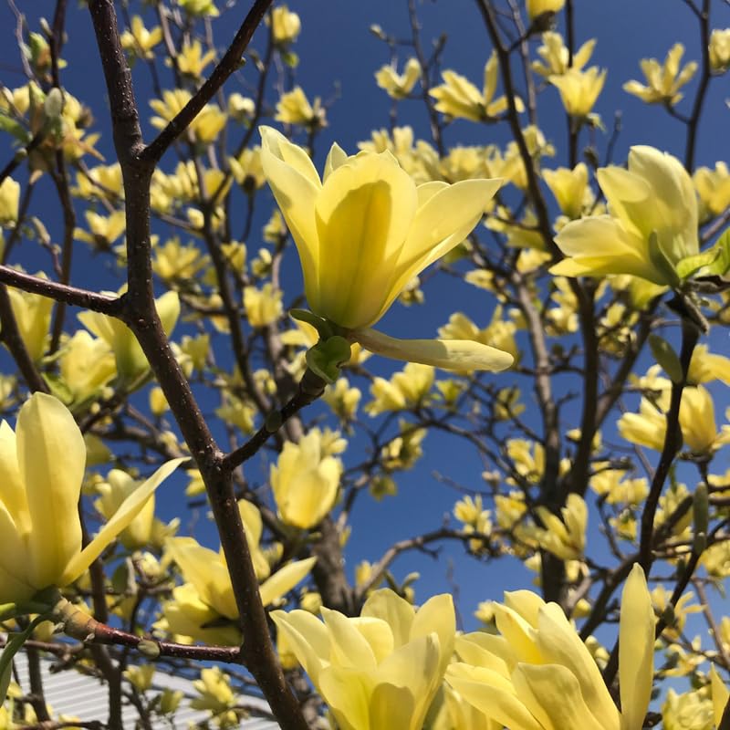 Yellow Magnolia Tree, 6-12 Inch Magnolia Trees Live Plants for Planting Outdoor, 2.5 Inch Pot Fragrant Yellow Flowers Plant, Dormant in Winter