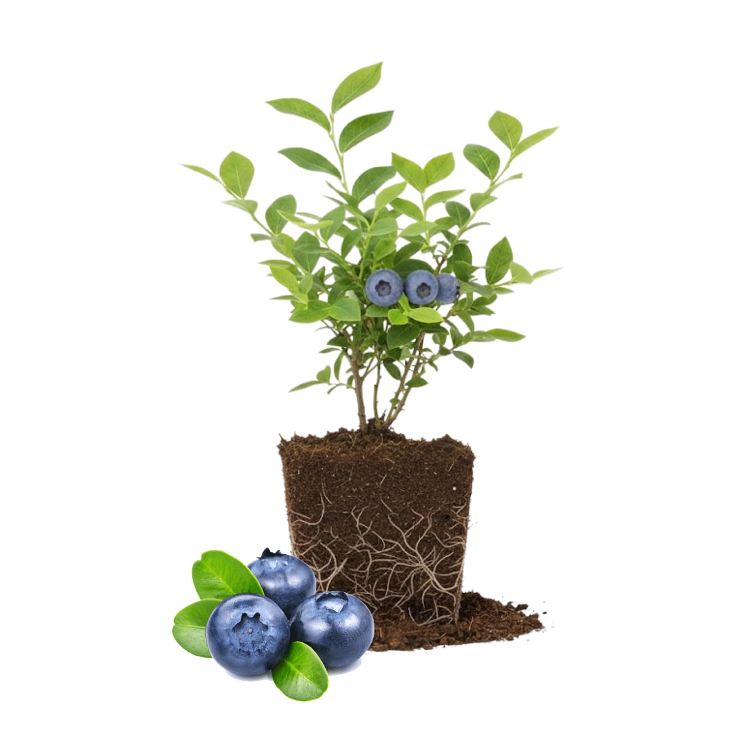 2 Blueberry Bushes Live Plant, 4-6'' Tall Well Rooted Plant, Sweet, High-Yielding, Hardy Blueberries for Garden or Containers (Biloxi Blueberry)