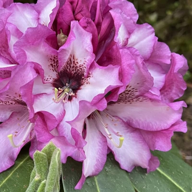 Rich Purple Rhododendron Live Plant Shrubs for Outdoor Planting, Azalea Bushes Ready to Plant, Fragrant Rhododendron Plant Live