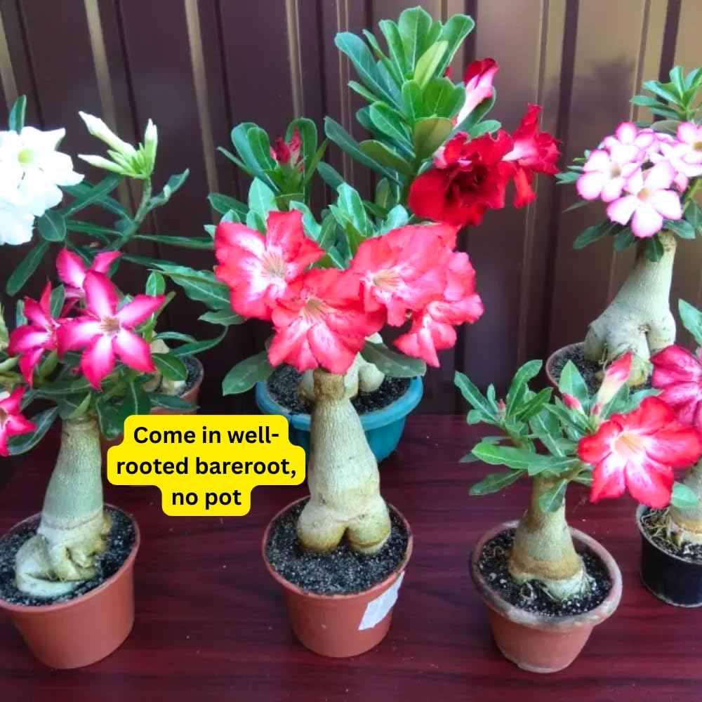 Pack 2 Adenium Desert Rose Plants Live, Mix Desert Rose Seedlings 4-7” Tall, Succulent Flowering Bush Live