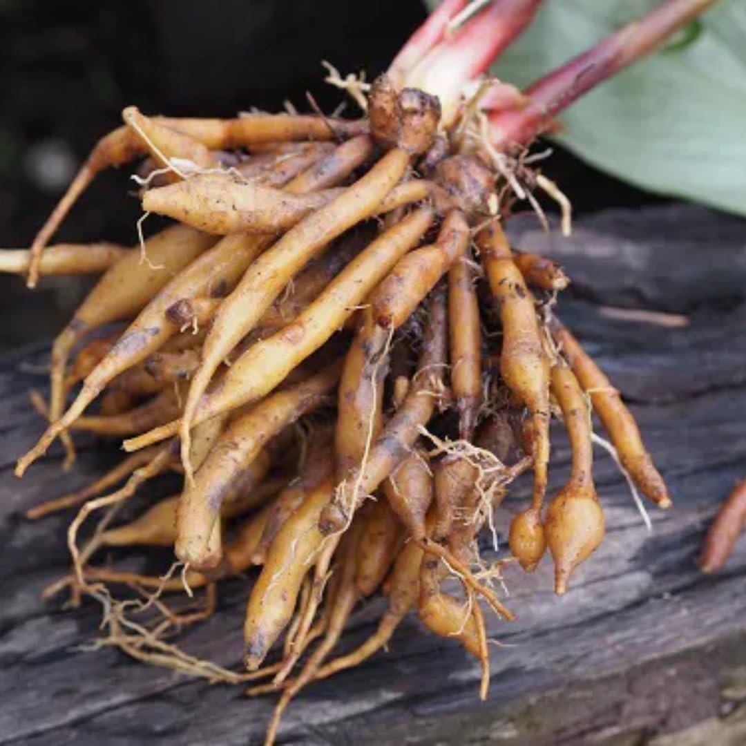 Fingerroot Ginger Live Root, Not Plant, Finger Root Tubers Plant Herb, Thai Ginger for Cooking or Planting