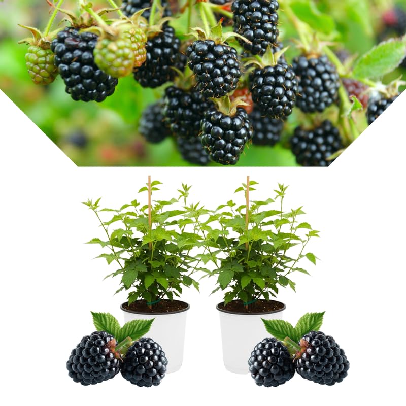 2 BlackBerry Bushes Live Plant, Sweet, Thornless, High Yielding Berries for Outdoor Planting, Fully Rooted 4-7 Inches (Navaho)