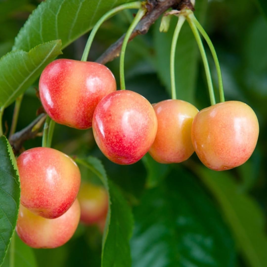 Cherry Tree Live Plant, Sweet Cherry Fruit Tree, Cold Hardy Outdoor Garden Tree, 3–4 Feet Tall in 3 Gallon Pot, Ready to Grow, No Ship to CA (Rainier Cherry)