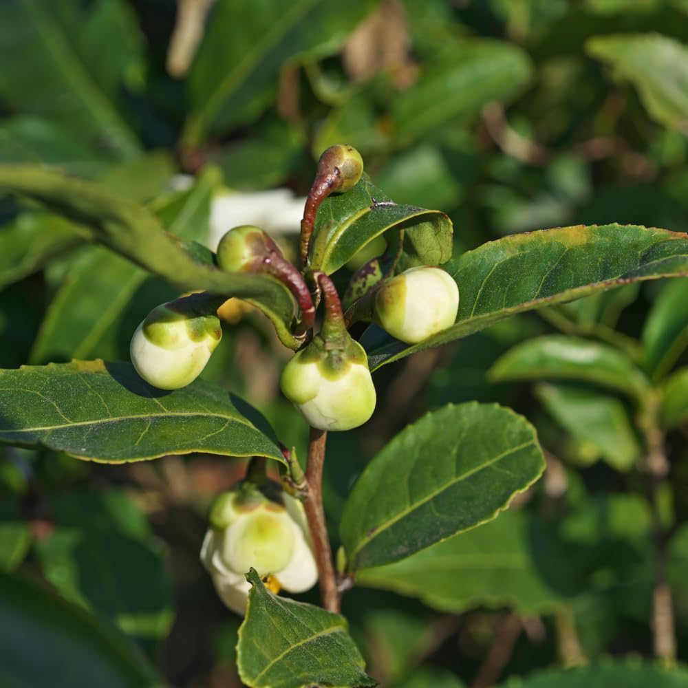 Camellia Sinensis Plants Live, Set 3 Plants, Live Tea Plant Tree from 5 to 7 Inches Tall