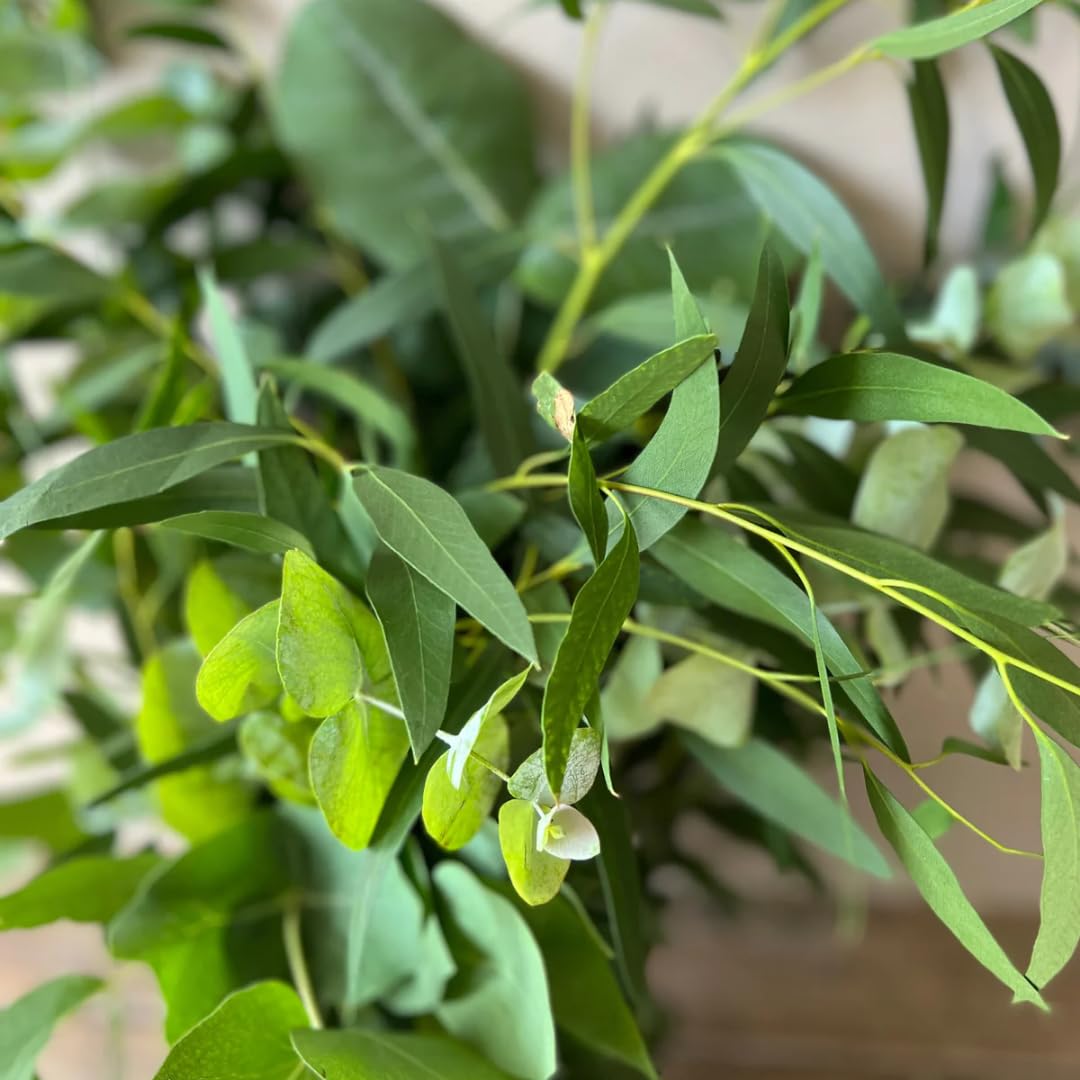 Set of 3 Lemon Bush Eucalyptus Trees Live Plants Bushes for Containers and Landscapes, Easy-Care, Starter Size, 3.5 to 6 Inc Tall, No Pot, Fragrant, Cold Hardy